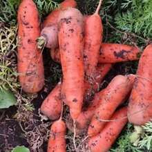 Морковь - отборные сорта без трещин