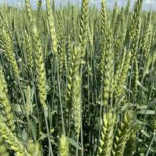 Аватарка для объявления: Семена озимой пшеницы краснодарской селекции