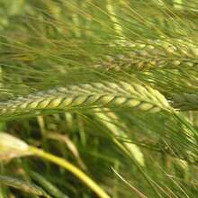 Аватарка для объявления: Семена озимой пшеницы донской селекции