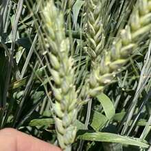 Аватарка для объявления: Семена пшеницы озимой купить Амбар Аскет Аюта Вольница