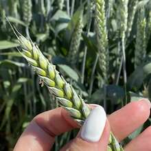 Аватарка для объявления: Семена пшеницы озимой купить Акапелла Арсенал Армада