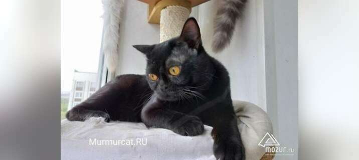 Бомбейские котята, питомник Murmurcat в Москве