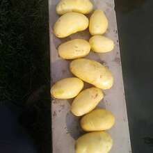 Картофель оптом нового урожая – сорт Мелодия, мытый