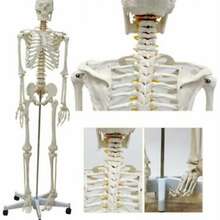 Анатомическая Модель скелета человека 170 см