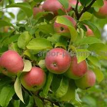Крупномеры яблонь, саженцы яблони и плодовых деревьев