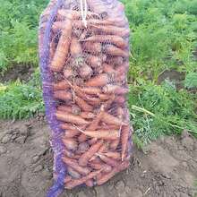 Морковь от производителя для готовки
