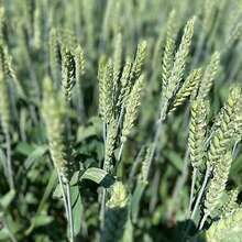 Семена озимой пшеницы элита и репродукции