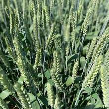 Семена озимой пшеницы Зерноградской селекции