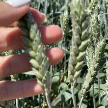 Семена пшеницы озимой купить Агрофак100 Алексеич Ахмат