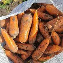 Овощи: морковь, капуста, свекла, картошка