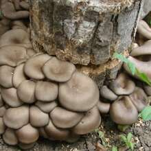Урожайный грибной набор для Вашего сада!