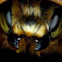 Аватарка для объявления: Пчелопакеты Карника, Карпатка запись на 2024 год