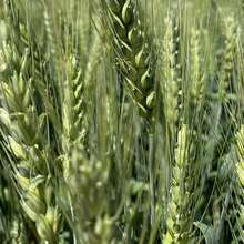 Семена пшеницы озимой купить Амбар Аскет Аюта Вольница
