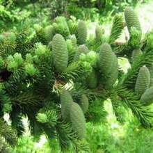 Закупаем масло пихтовое. Кемерово