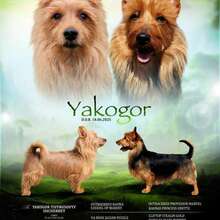 Щенки Австралийского терьера. Питомник ЯКОГОР