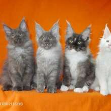 Мейн кун котята питомник Murmurcat Москва