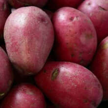 Оптовые поствки картофеля с Алтая
