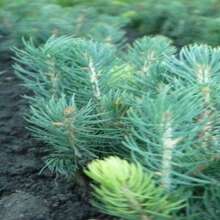 Сеянцы, саженцы хвойных растений из питомника