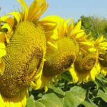 Семена гибрид подсолнечника Клип (Клеарфильд)