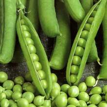 Семена гороха ярового Аксайский усатый 7 Усатый корм