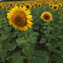 Семена подсолнечника сорт Казачий Скормас