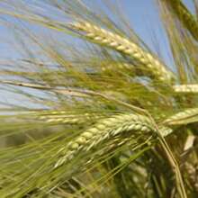 Семена ячменя ярового