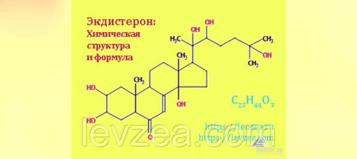 Серпуха-порошок 20 гр содержит 946 мг экдистерона в Архангельске