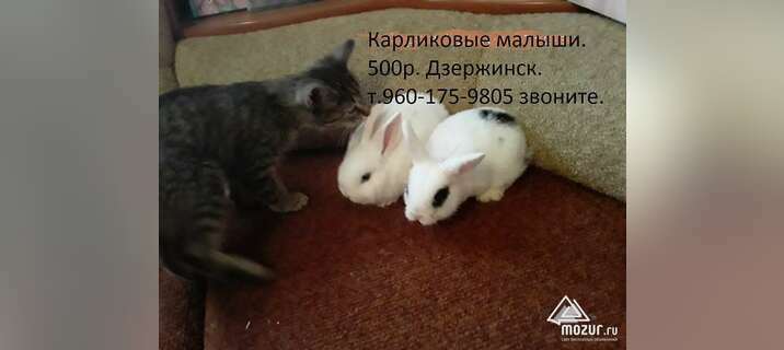 Кролик маленькие карликовые в Дзержинске