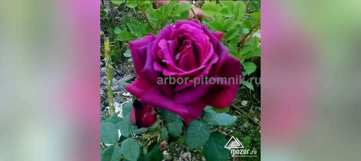 Саженцы кустовых роз из питомника в Москве