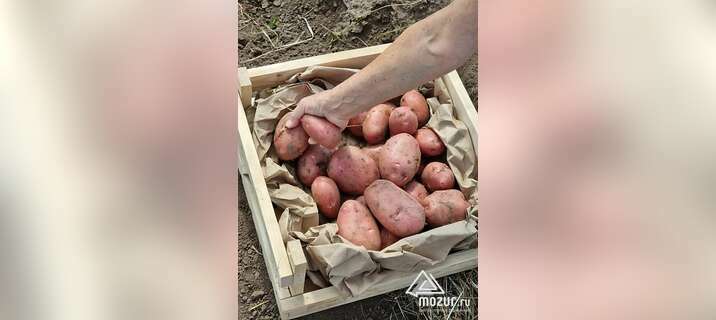 11 сортов отборного картофеля в Барнауле от поставщика в Барнауле