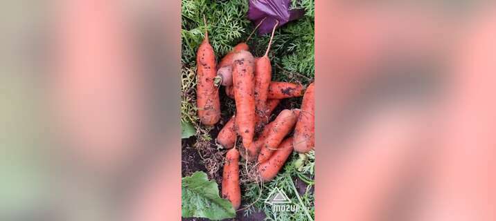 Морковь - отборные сорта без трещин в Барнауле