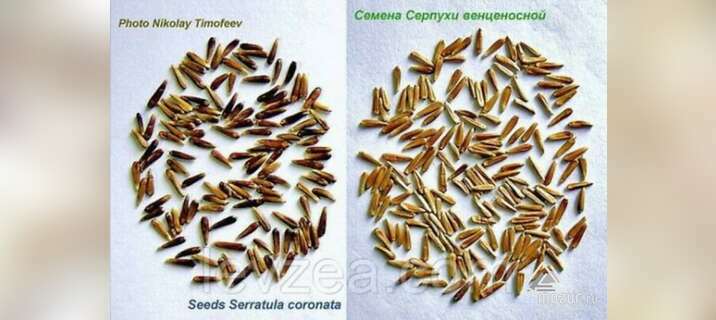 Семена серпухи венценосной от производителя в Архангельске
