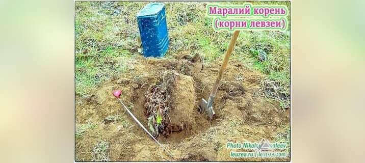 Маралий корень, корни левзеи от производителя в Архангельске