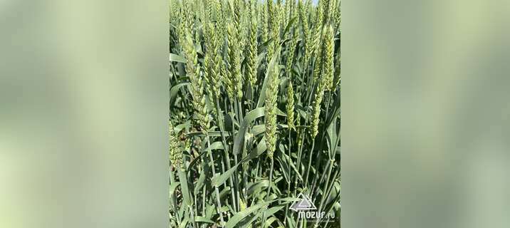 Семена озимой пшеницы донской селекции в Зернограде