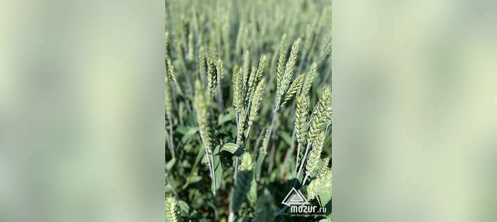Семена озимой пшеницы элита и репродукции в Зернограде