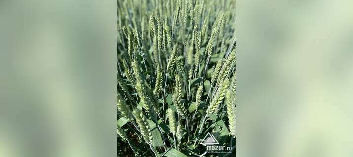 Семена озимой пшеницы Зерноградской селекции в Зернограде