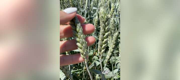 Семена пшеницы озимой купить Агрофак100 Алексеич Ахмат в Ростове-на-Дону
