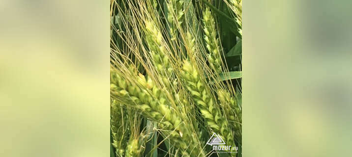 Семена озимой пшеницы зерноградской селекции в Зернограде