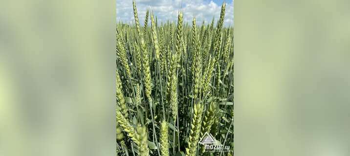 Семена озимой пшеницы краснодарской селекции в Зернограде