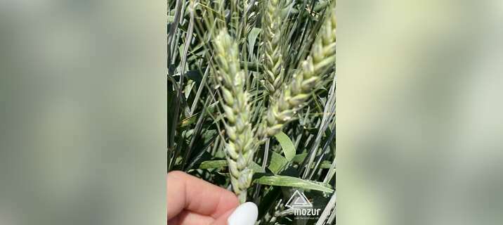 Семена пшеницы озимой купить Амбар Аскет Аюта Вольница в Зернограде