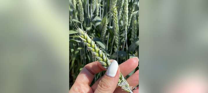 Семена пшеницы озимой купить Акапелла Арсенал Армада в Зернограде