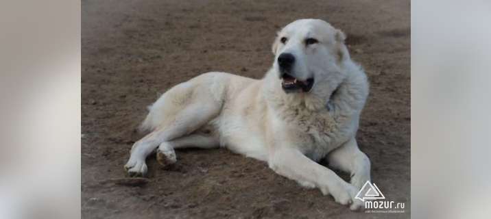 Собака в дар. Алабай, среднеазиатская овчарка двух лет в Москве