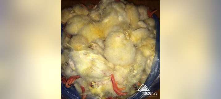 Суточные цыплята на корм животным, заморозка в Екатеринбурге