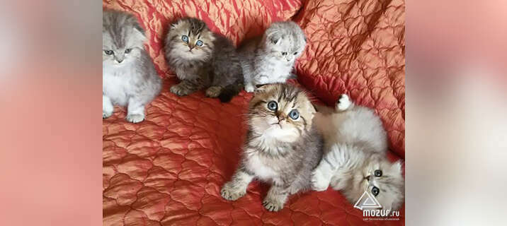 Британские котята в Приморско-Ахтарске