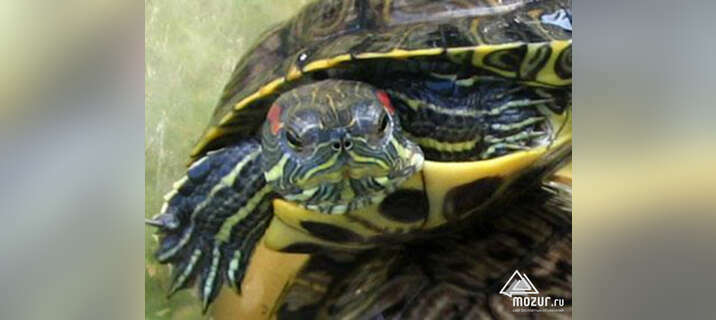 Красноухая черепаха в Архангельске