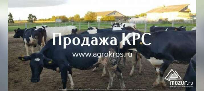 Молочные нетели Черно-пестрой породы живым весом в Казани