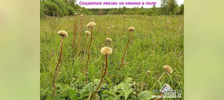 Левзея семена на 20 соток - 40 000 шт в Архангельске