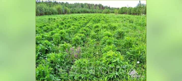Семена серпухи на 10 соток - 20 000 шт в Архангельске