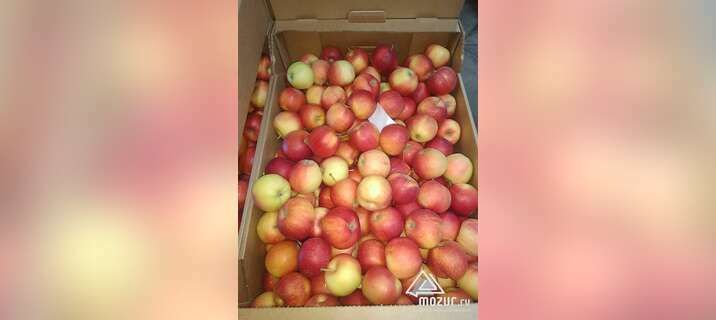 Яблоки Гала оптом в Симферополе